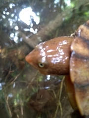 Hydromedusa maximiliani