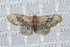 Idaea occidentaria