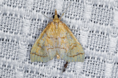 Udea octosignalis