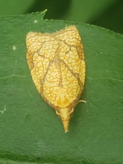 Cenopis reticulatana