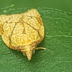 Cenopis reticulatana