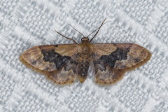 Idaea occidentaria