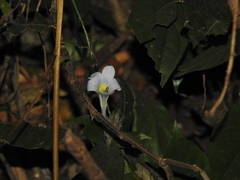 Barleria courtallica
