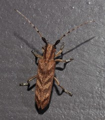 Saperda obliqua