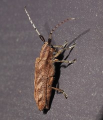 Saperda obliqua