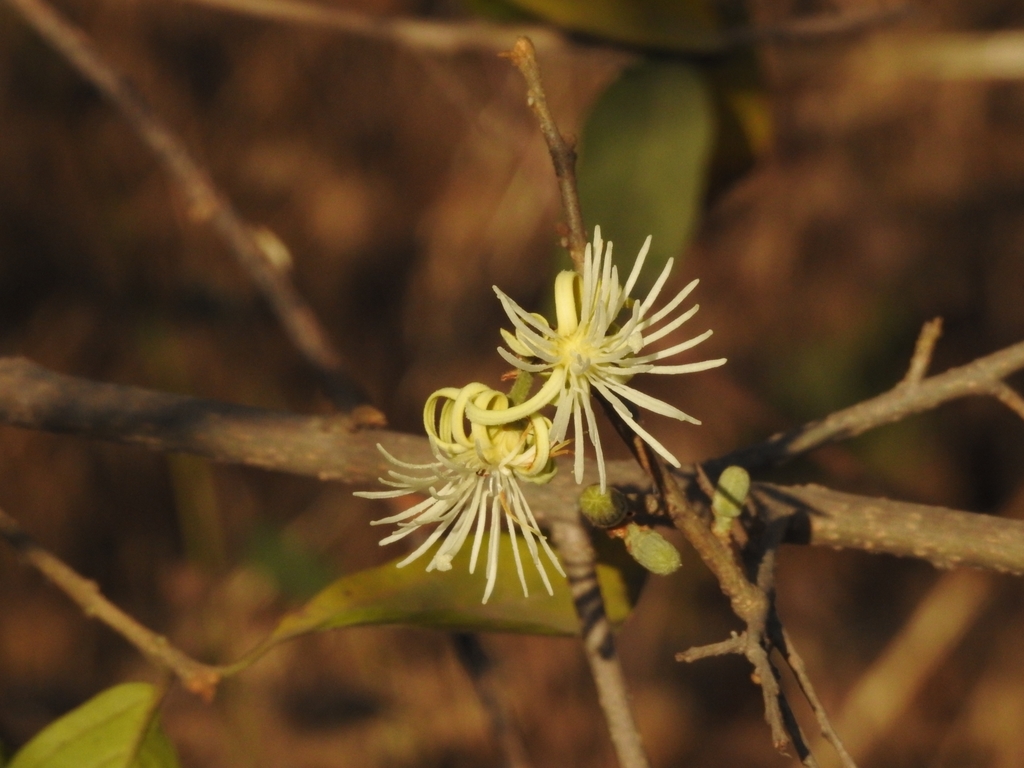 Alangium salviifolium (Alangium salviifolium)