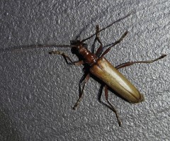 Centrodera decolorata