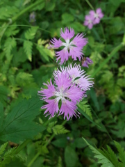 Dianthus × courtoisii