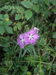 Dianthus × courtoisii