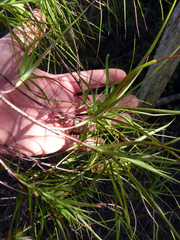 Dracophyllum sinclairii