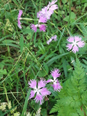 Dianthus × courtoisii