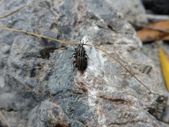 Sphenophorus costipennis
