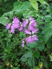 Dianthus × courtoisii