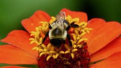 Bombus impatiens