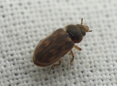 Heterocerus fenestratus