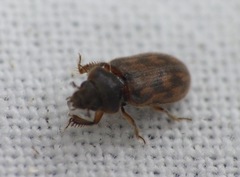 Heterocerus fenestratus
