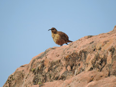 Upucerthia validirostris