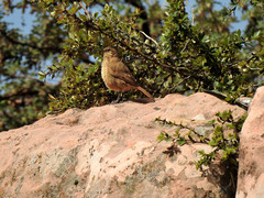 Upucerthia validirostris