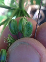 Tauschia hartwegii