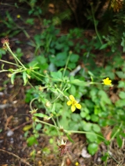 Geum urbanum