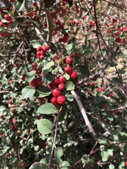 Cotoneaster uniflorus