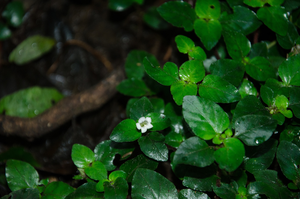 Staurogyne capitata