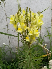 Linaria vulgaris