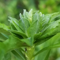 Asphondylia solidaginis