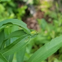 Asphondylia solidaginis