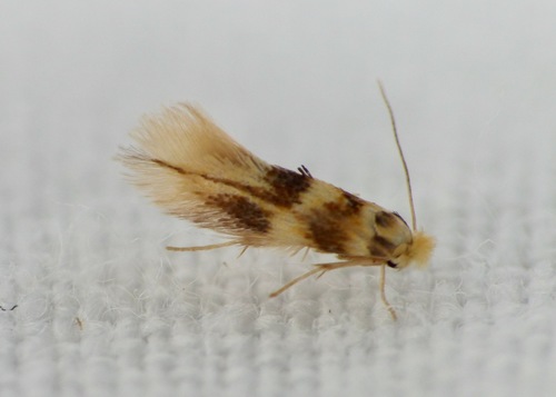 Bucculatrix thoracella