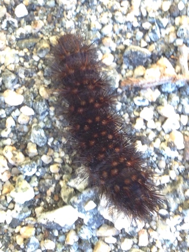 iNaturalist observation photo of Tiger Moths
