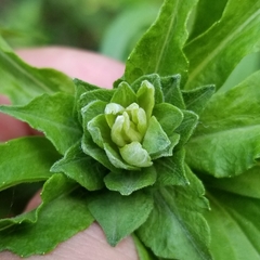 Asphondylia solidaginis