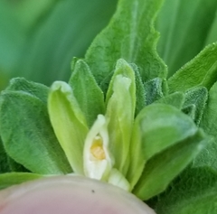 Asphondylia solidaginis