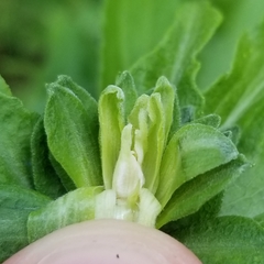 Asphondylia solidaginis