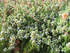Thymus carnosus