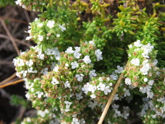 Thymus carnosus