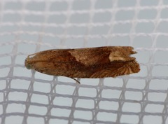 Eucosma conterminana