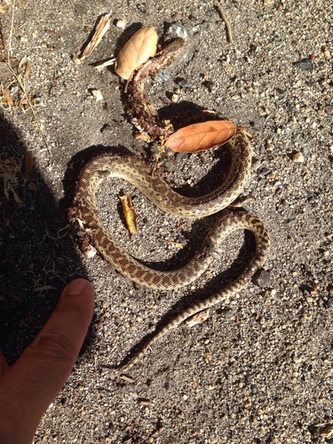 iNaturalist observation photo of Gopher Snake