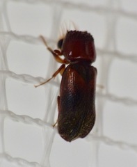 Scobicia chevrieri