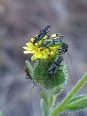 Macrotylus intermedius
