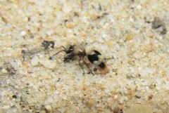 Dasylabris lugubris