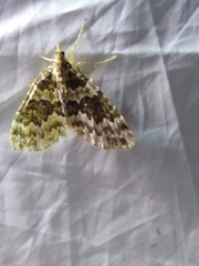 Electrophaes corylata