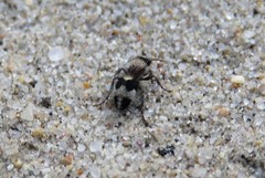 Dasylabris lugubris