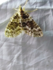 Electrophaes corylata