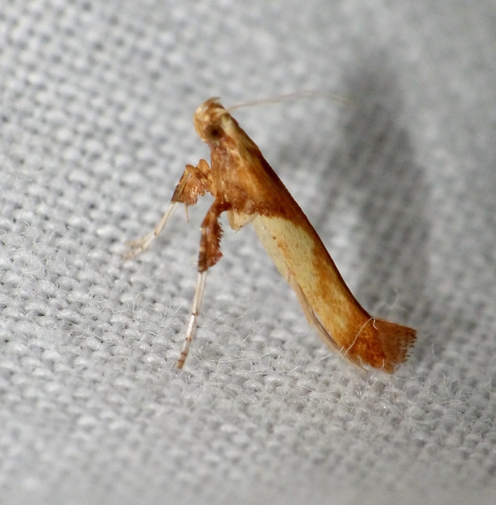 Caloptilia fribergensis
