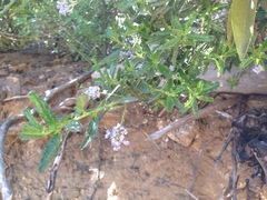 Ceanothus papillosus