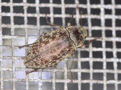 Epitragodes tomentosus