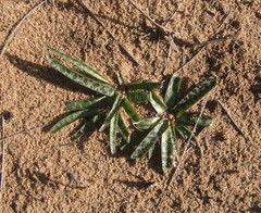 Ledebouria macowanii