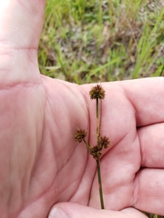 Juncus scirpoides