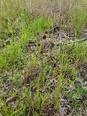 Juncus scirpoides